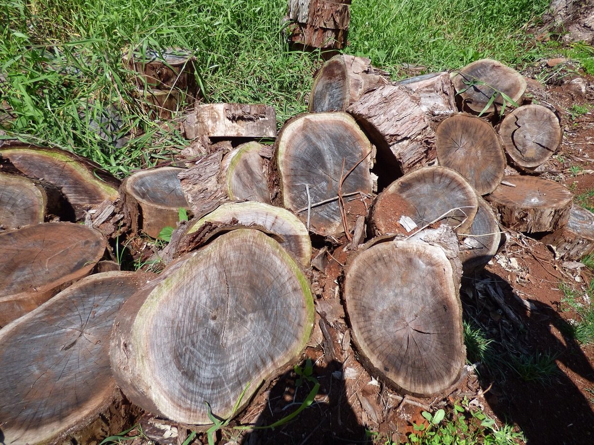 Cut eucalyptus log sections in a timber clearing