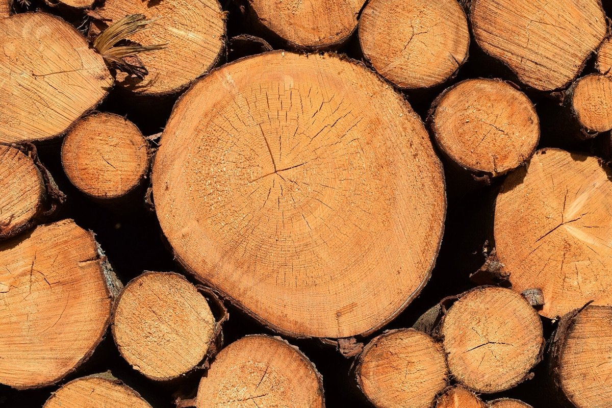 Freshly cut pine log ends stacked together