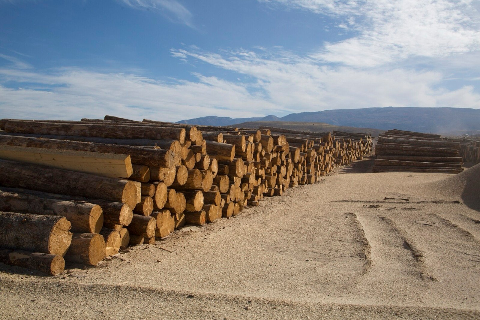Rows of cut logs stacked in a lumber yard